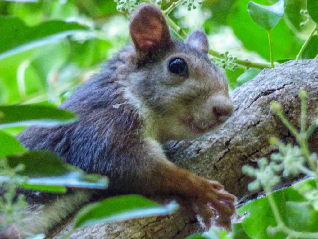 Ardilla roja (Sciurus vulgaris)