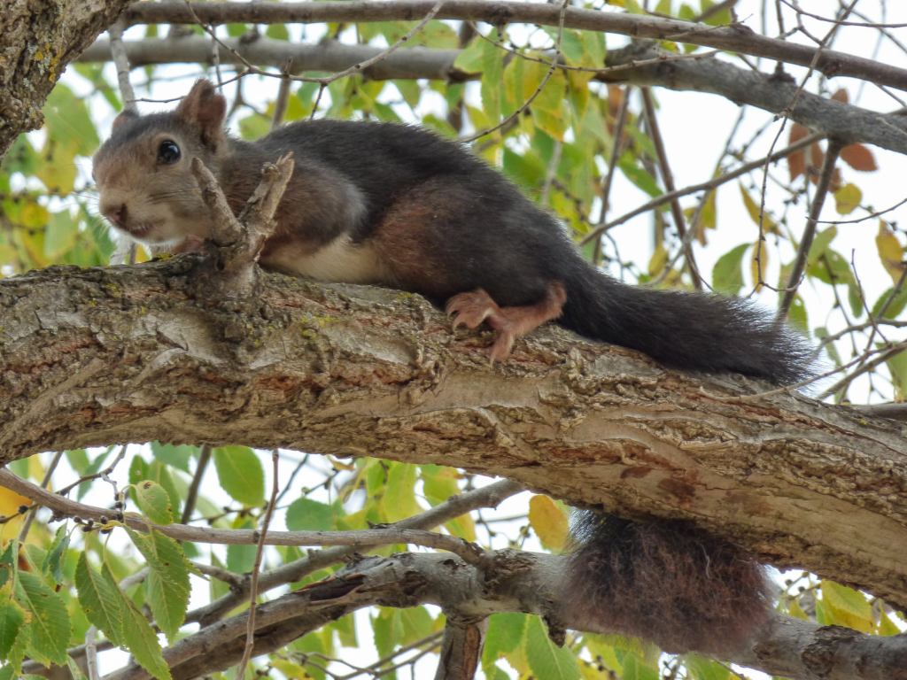 Ardilla roja (Sciurus vulgaris)
