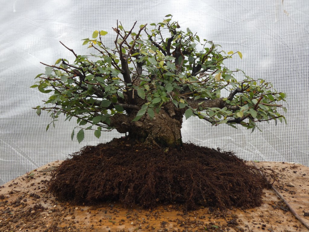 Ulmus pumila (Olmo siberiano)