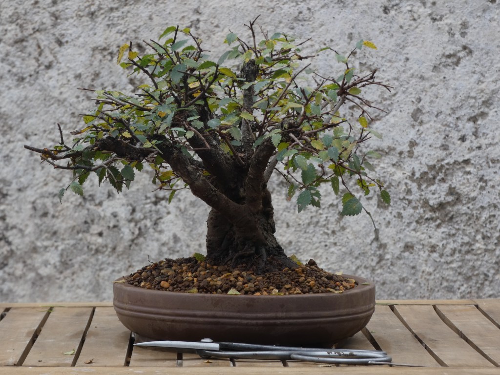 Ulmus pumila (Olmo siberiano)