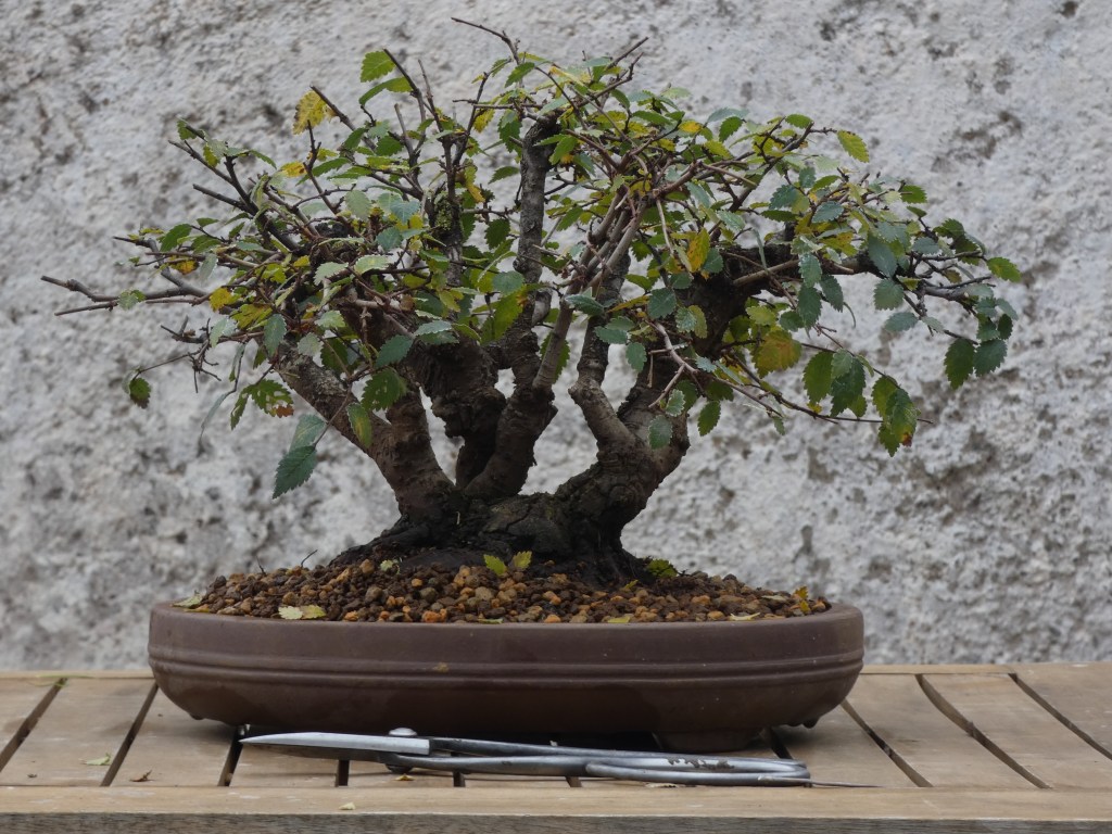Ulmus pumila (Olmo siberiano)