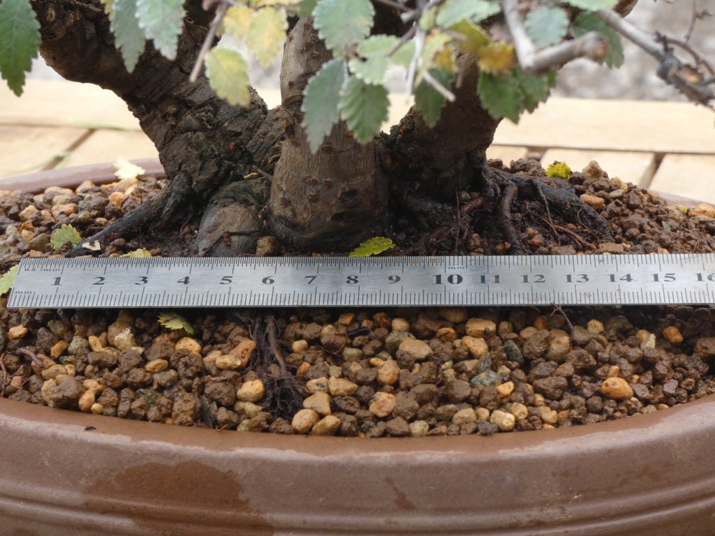 Ulmus pumila (Olmo siberiano)