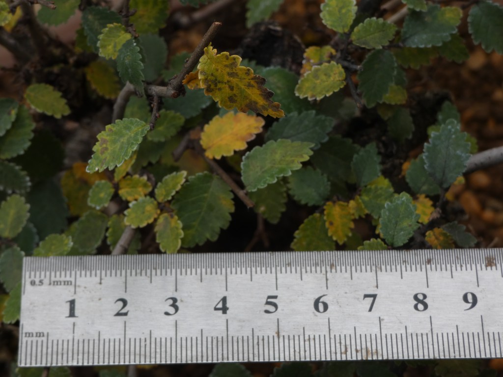 Ulmus pumila (Olmo siberiano)