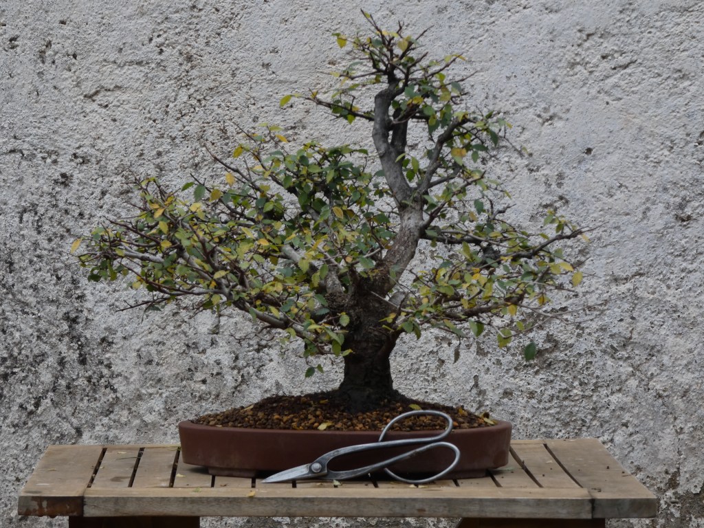 Ulmus pumila (Olmo siberiano)