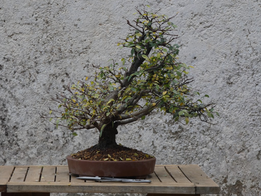 Ulmus pumila (Olmo siberiano)