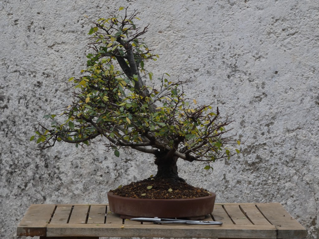 Ulmus pumila (Olmo siberiano)