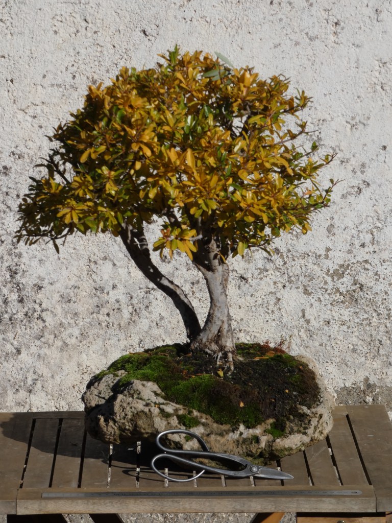 Punica granatum nana (Granado enano)