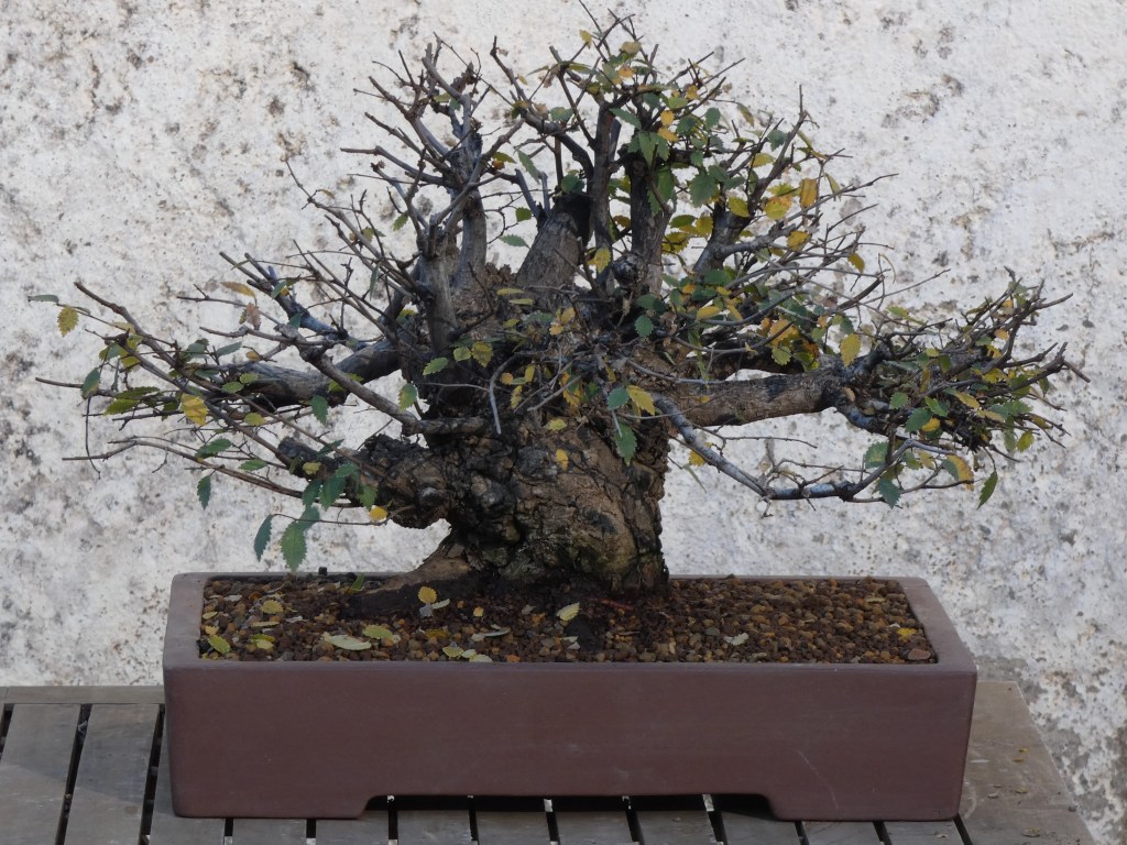 Ulmus pumila (Olmo siberiano)