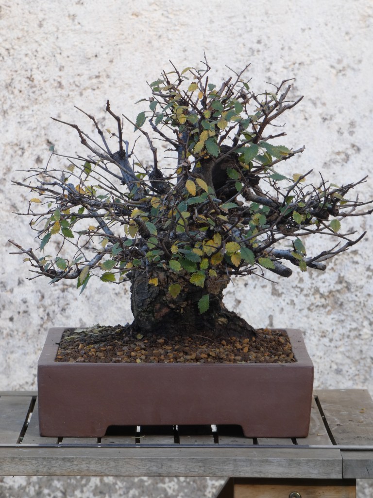 Ulmus pumila (Olmo siberiano)