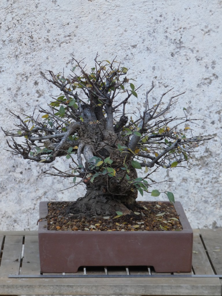 Ulmus pumila (Olmo siberiano)