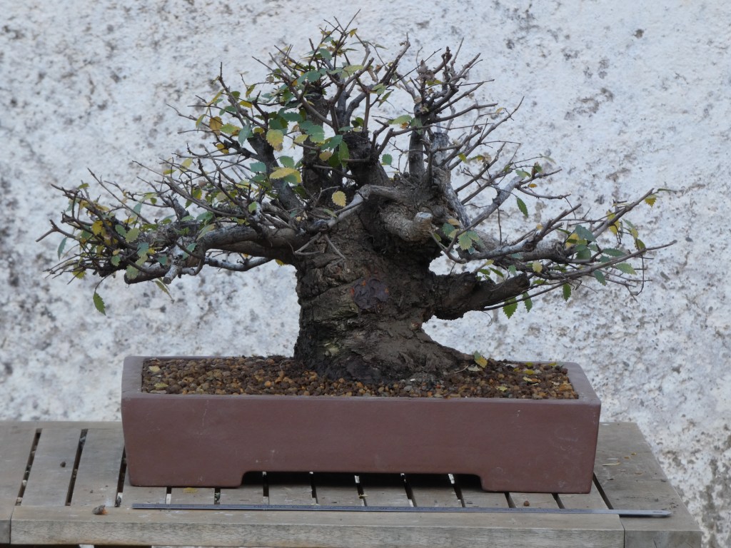 Ulmus pumila (Olmo siberiano)