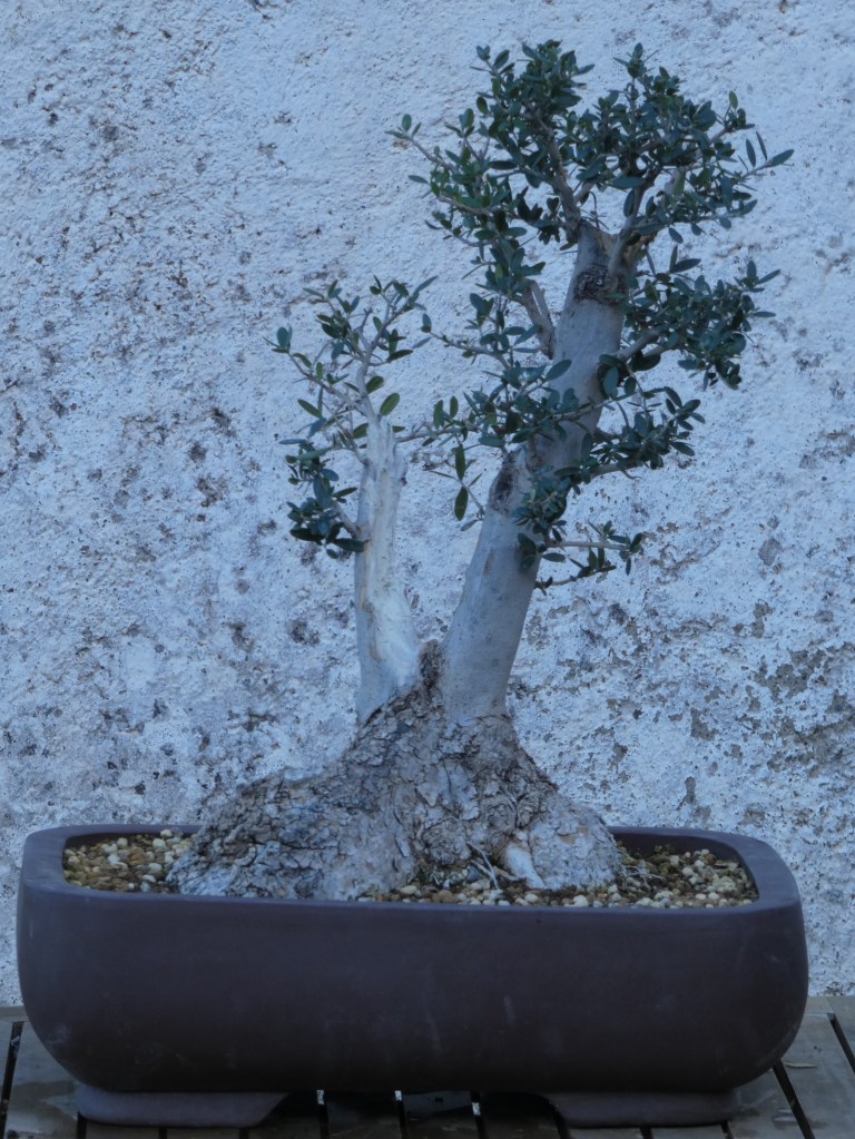 Olea europaea sylvestris (acebuche)