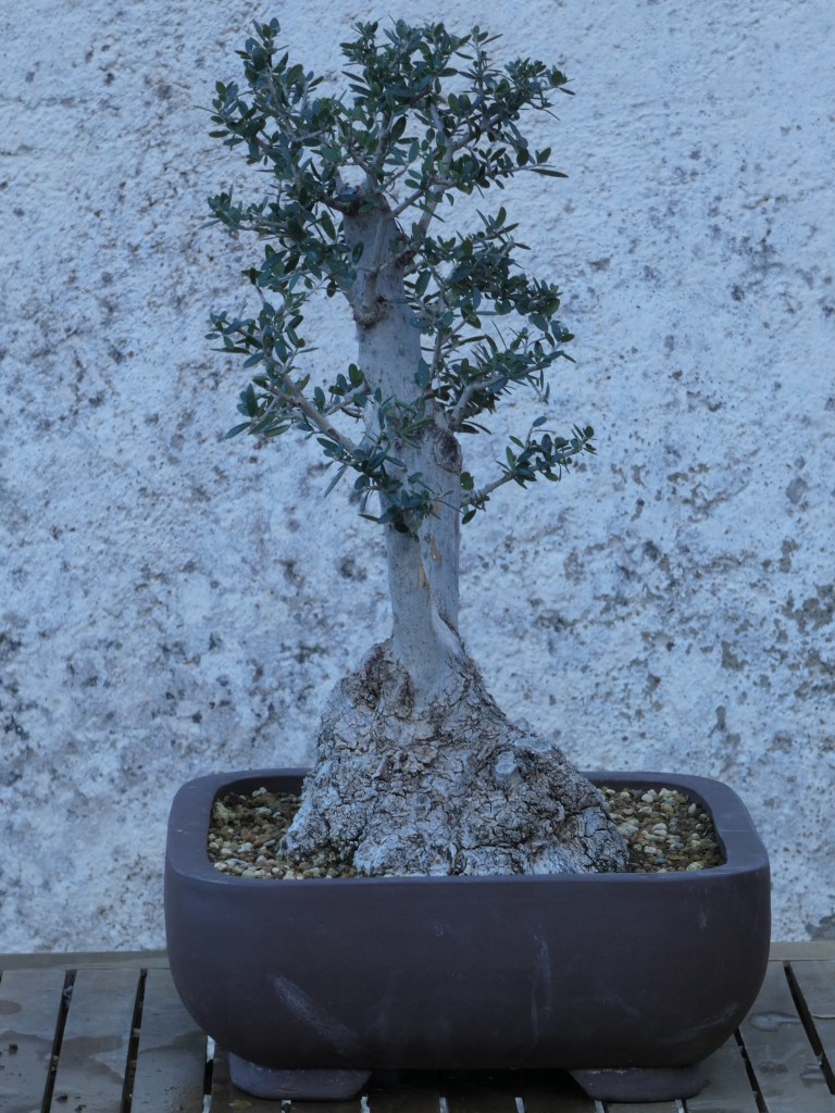 Olea europaea sylvestris (acebuche)