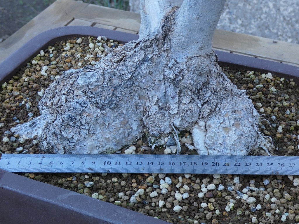 Olea europaea sylvestris (acebuche)