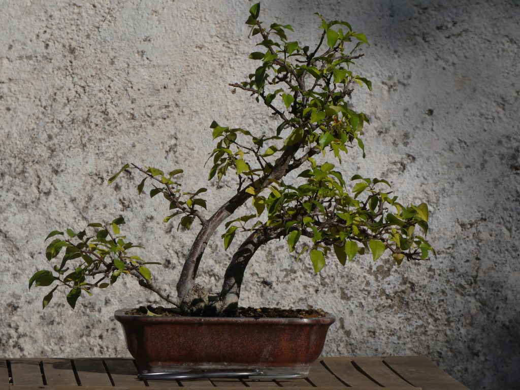 Prunus mahaleb (Cerezo de Santa Lucía)