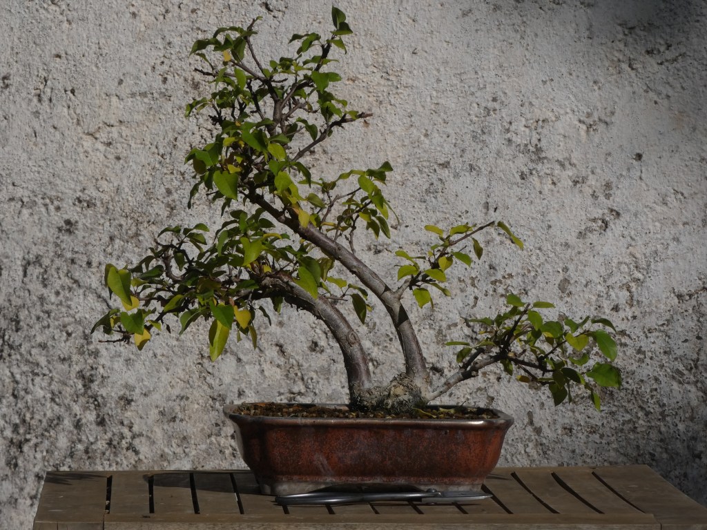 Prunus mahaleb (Cerezo de Santa Lucía)