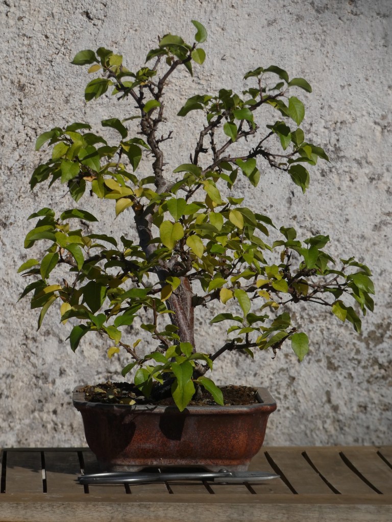 Prunus mahaleb (Cerezo de Santa Lucía)