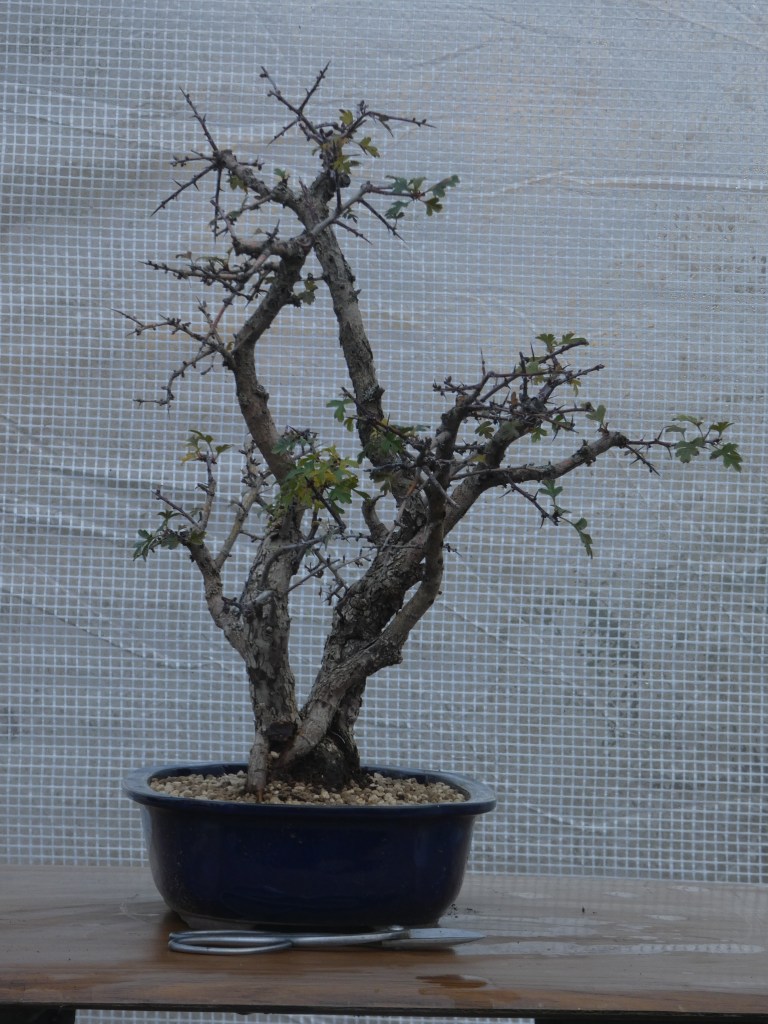 Crataegus monogyna (majuelo)