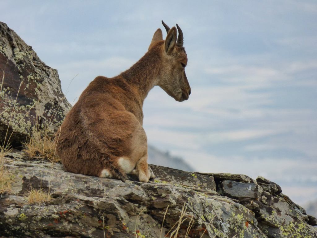Cabra montés (Capra pyrenaica)
