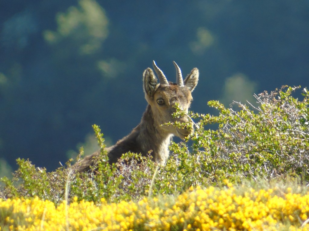 Cabra montés (Capra pyrenaica)