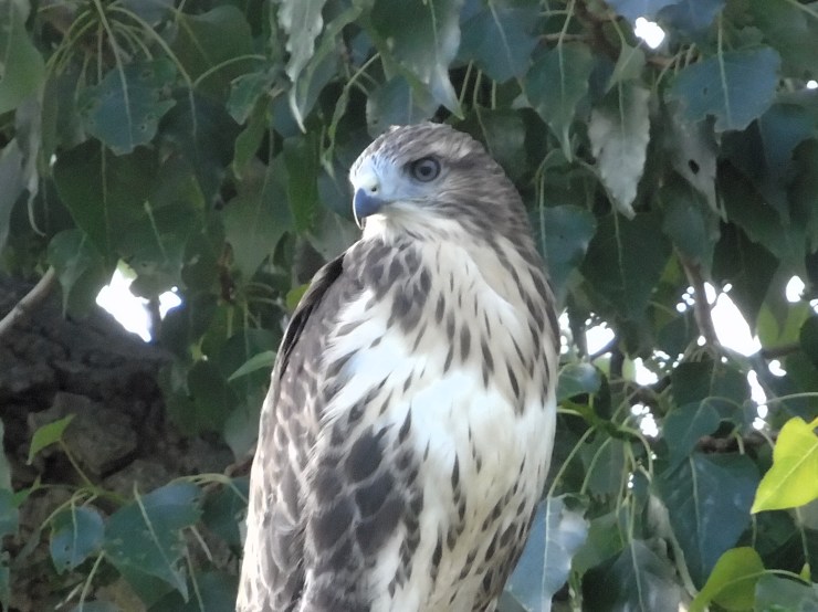 Águila ratonera (Buteo buteo)