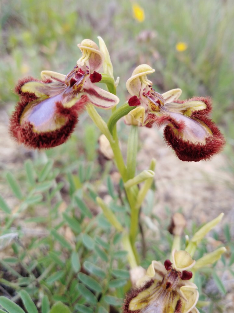 Orquídea Espejo de Venus (Ophrys especulum)