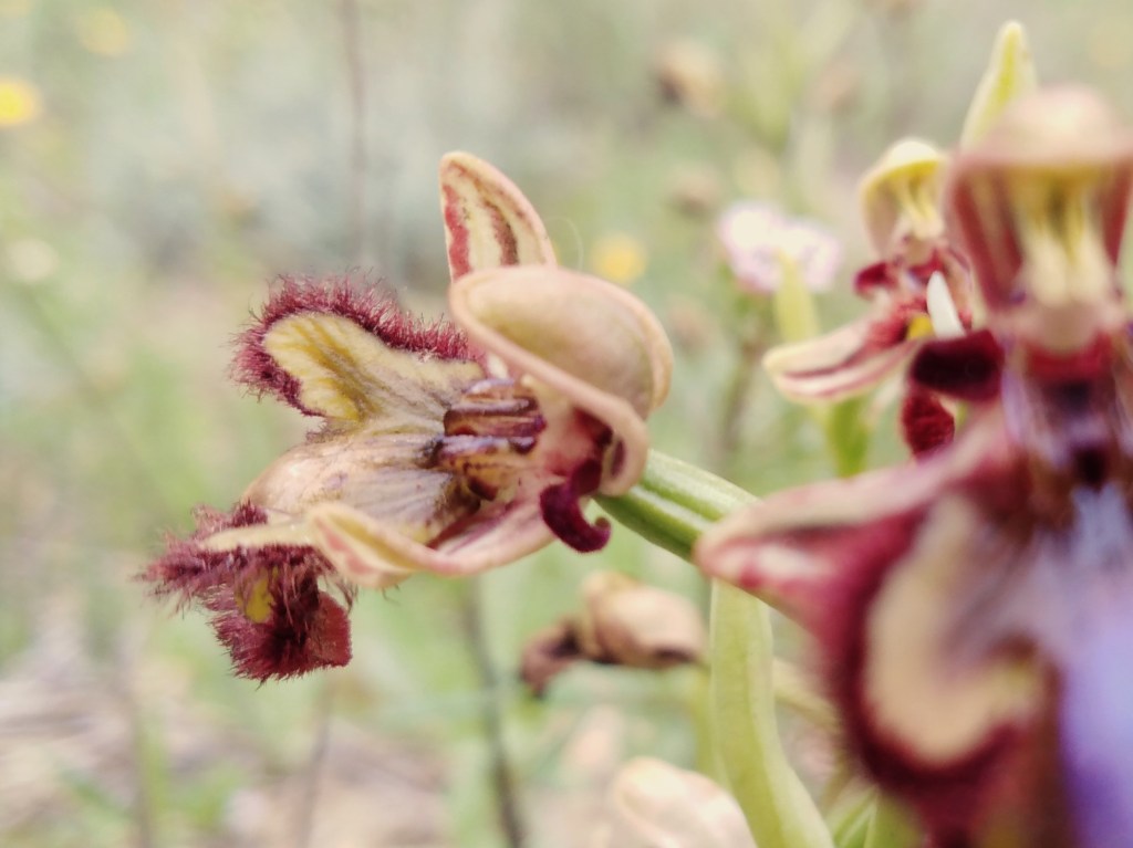 Orquídea Espejo de Venus (Ophrys especulum)