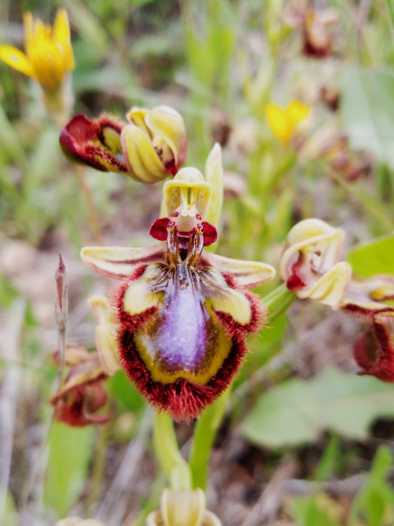 Orquídea Espejo de Venus (Ophrys especulum)