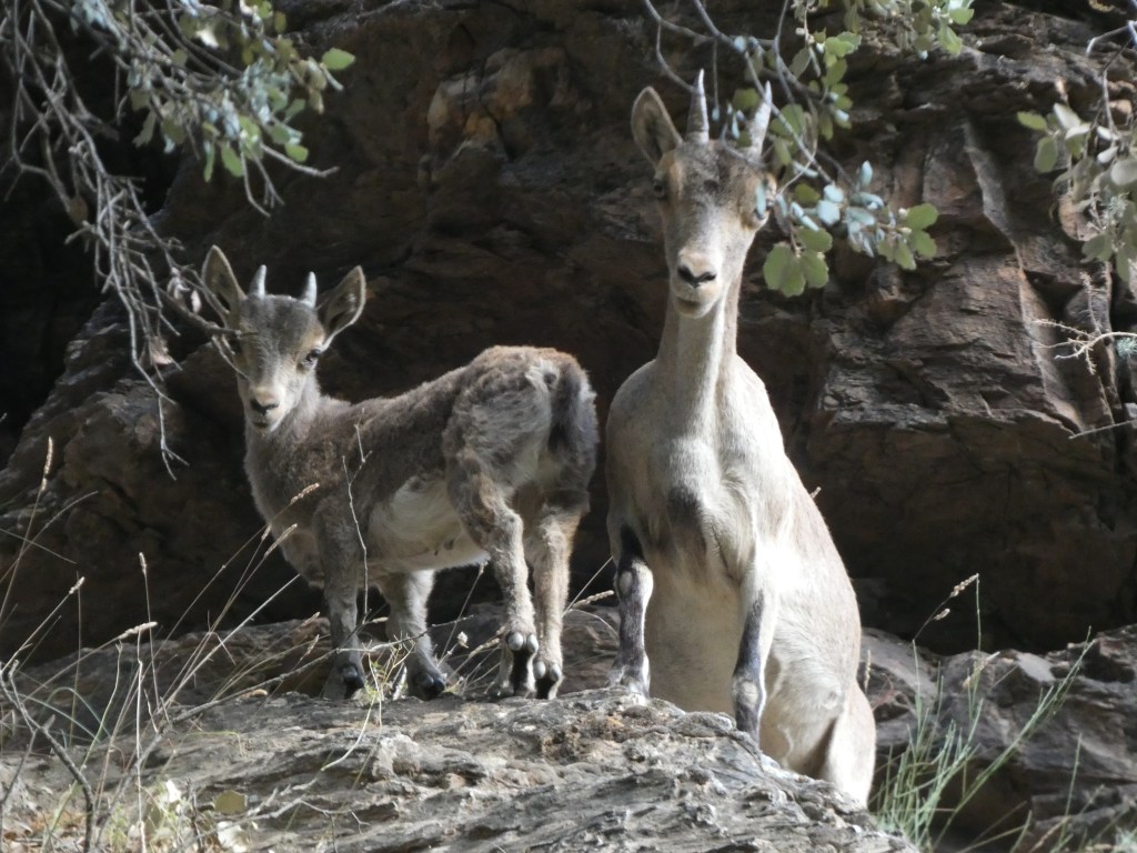 Cabra montés (Capra pyrenaica)