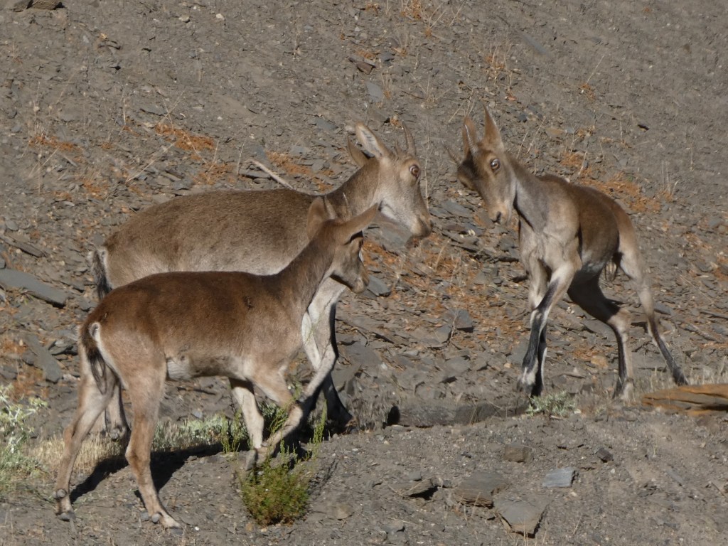 Cabra montés (Capra pyrenaica)