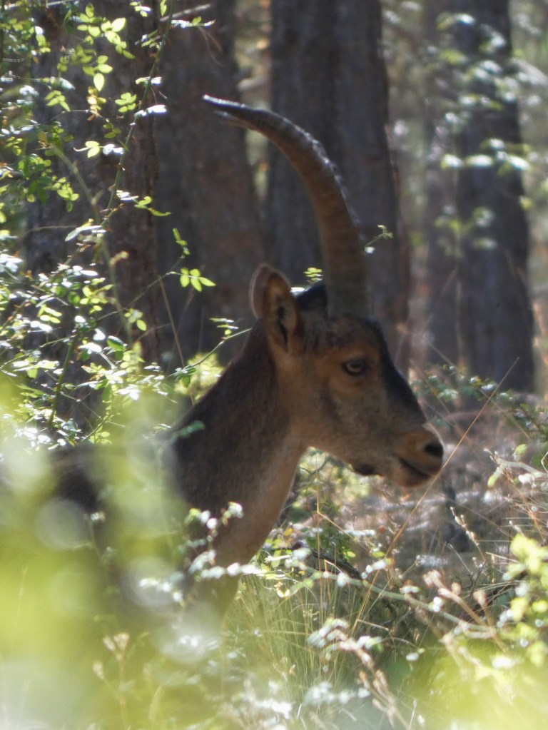 Cabra montés (Capra pyrenaica)