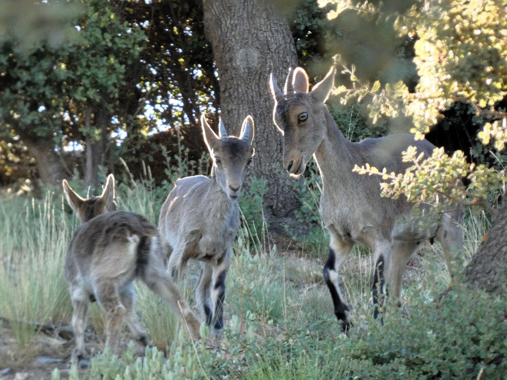 Cabra montés (Capra pyrenaica)