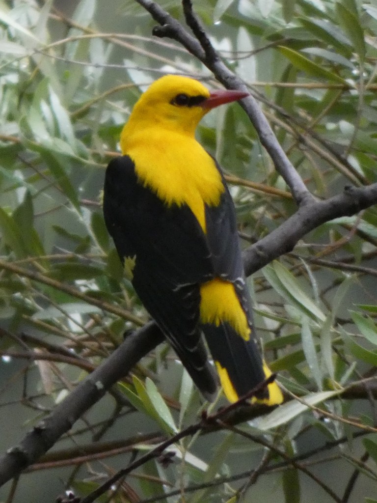 Oropéndola (Oriolus oriolus)