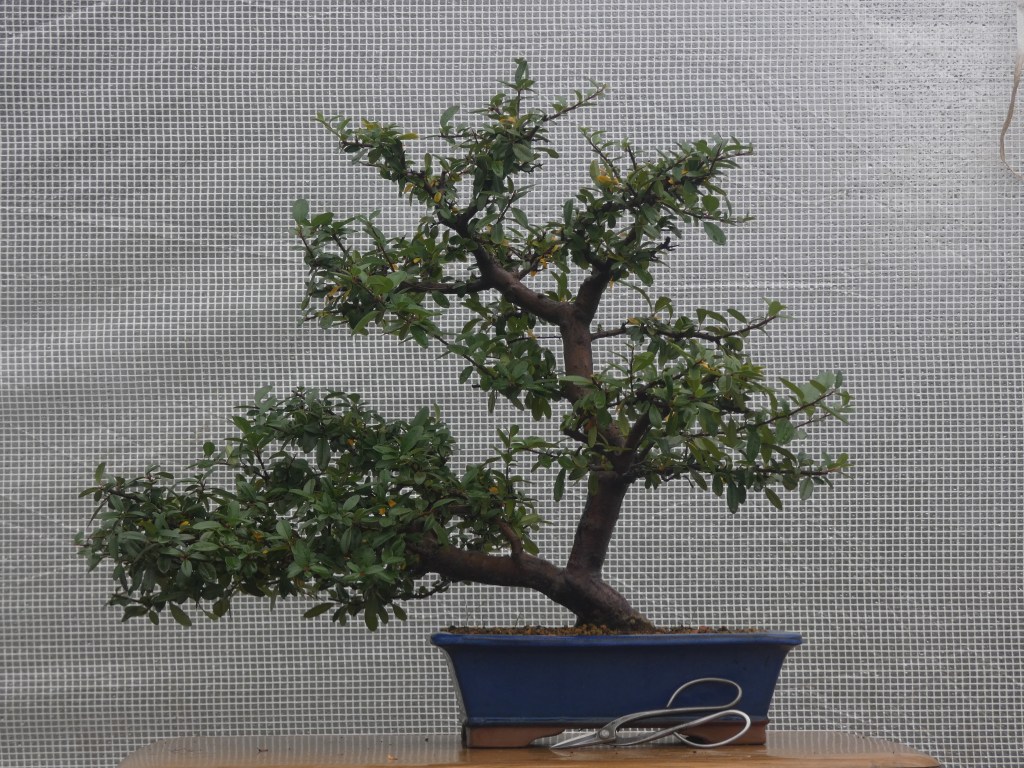 Pyracantha coccinea nº 1 - 210 €.