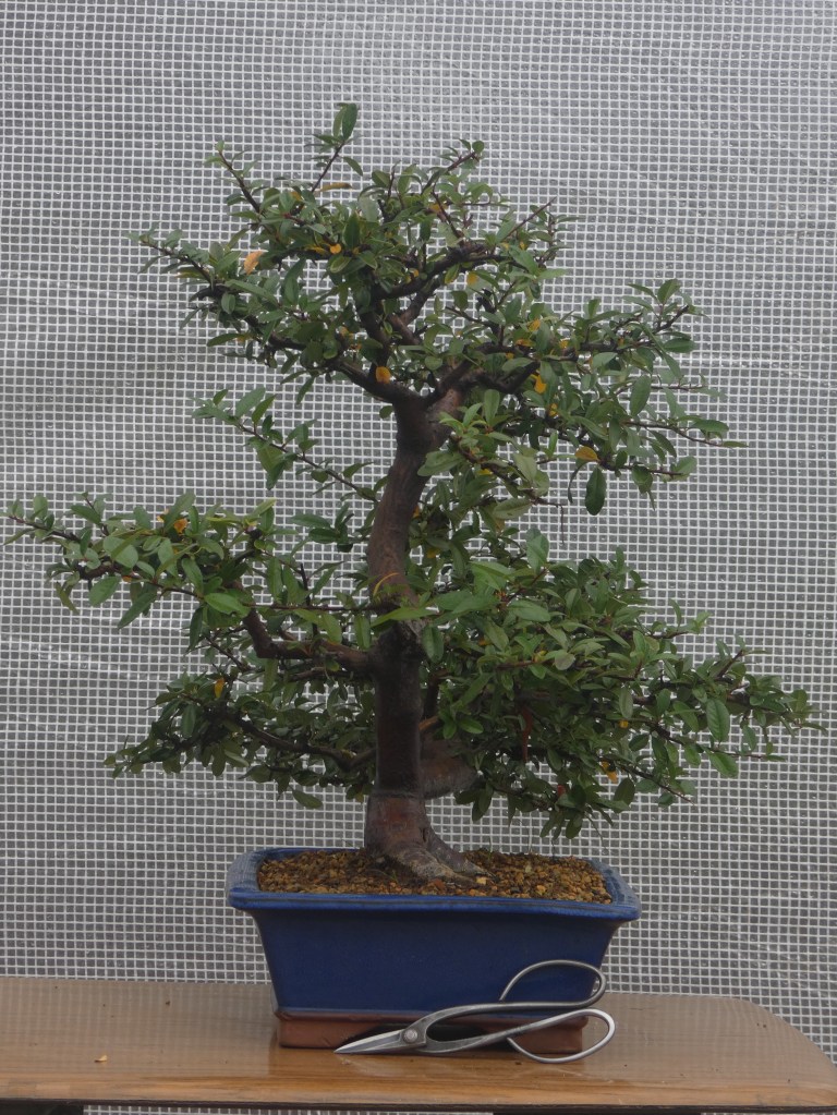 Pyracantha coccinea nº 1 - 210 €.