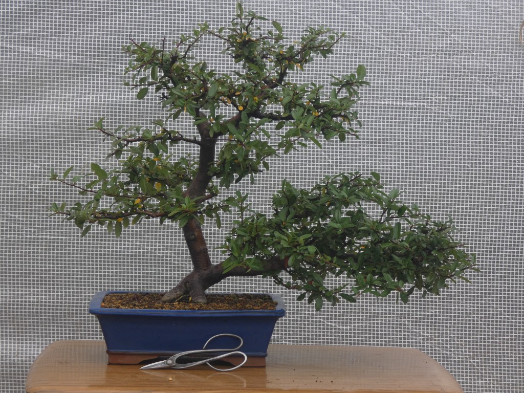 Pyracantha coccinea nº 1 - 210 €.