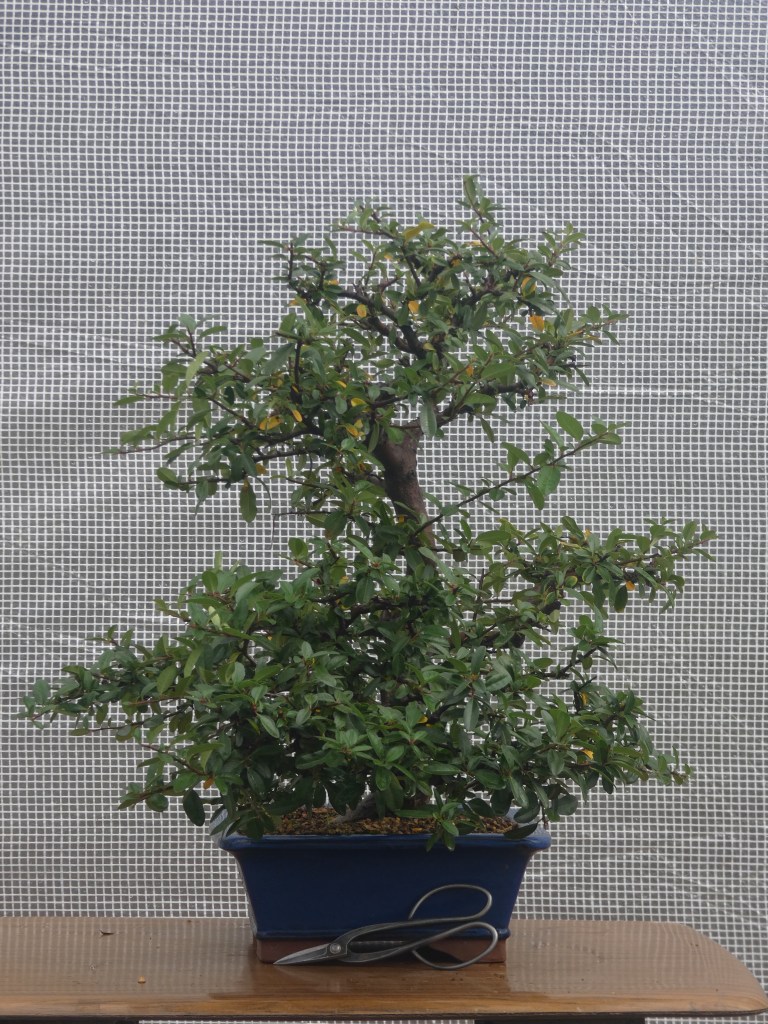 Pyracantha coccinea nº 1 - 210 €.