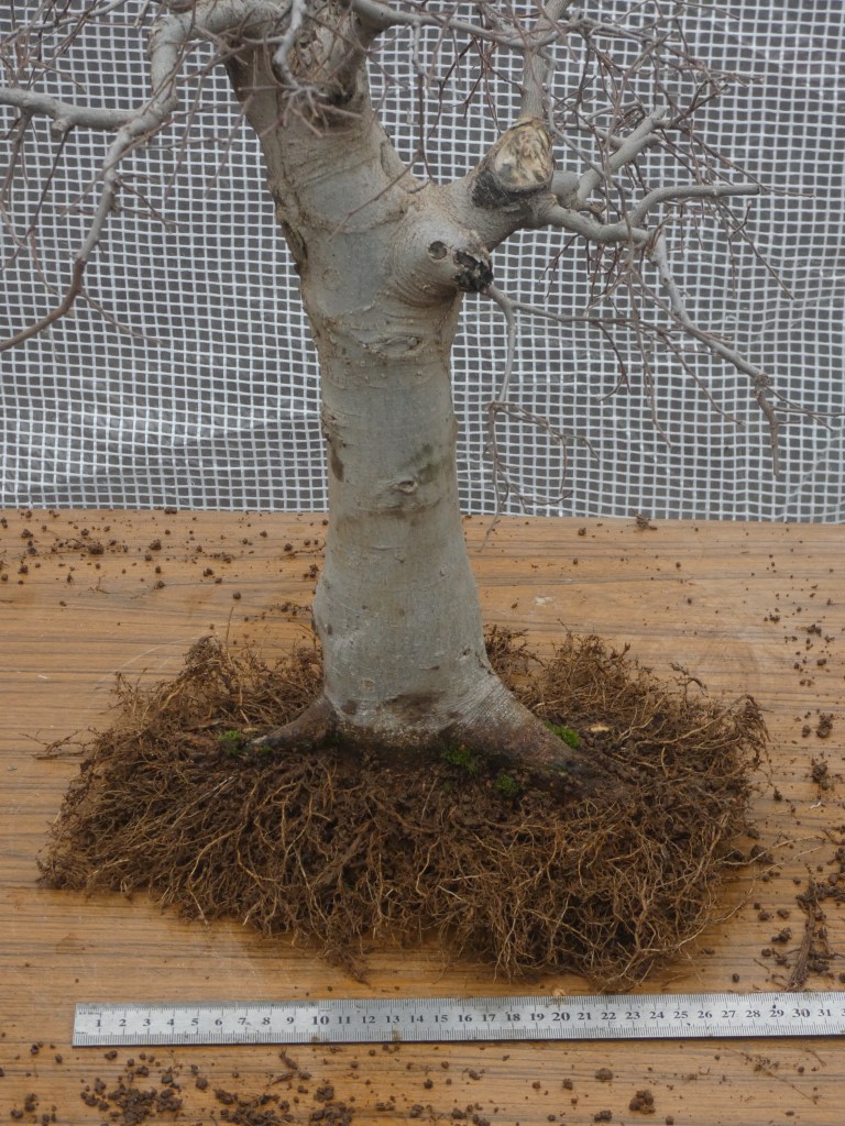 Almez (Celtis australis)