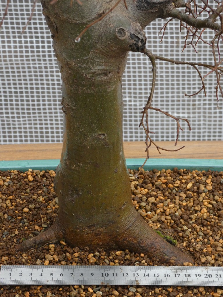 Almez (Celtis australis)