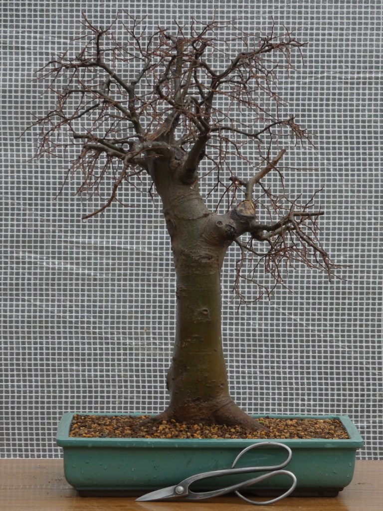 Almez (Celtis australis)