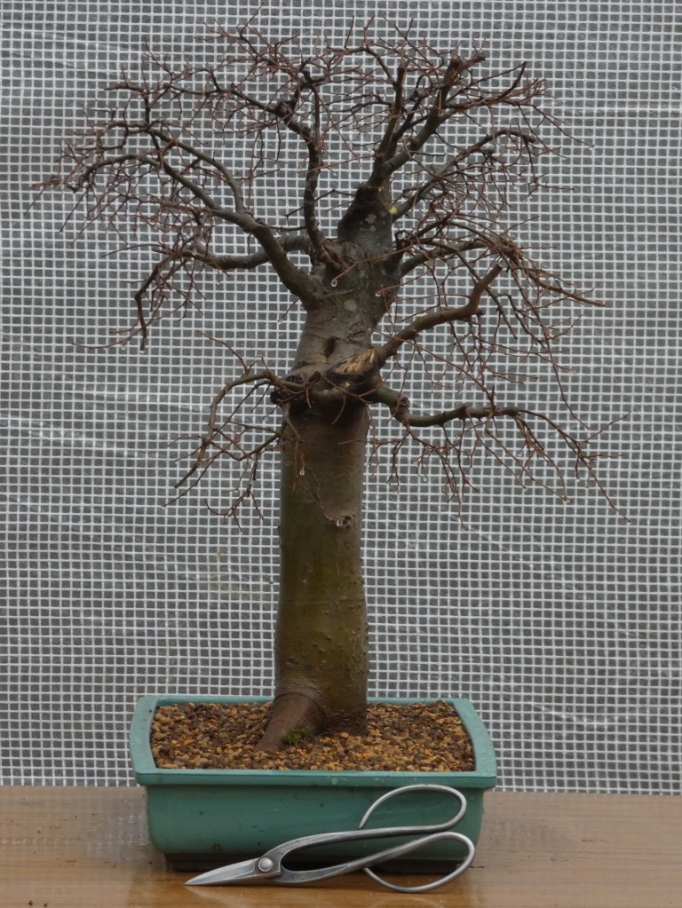 Almez (Celtis australis)