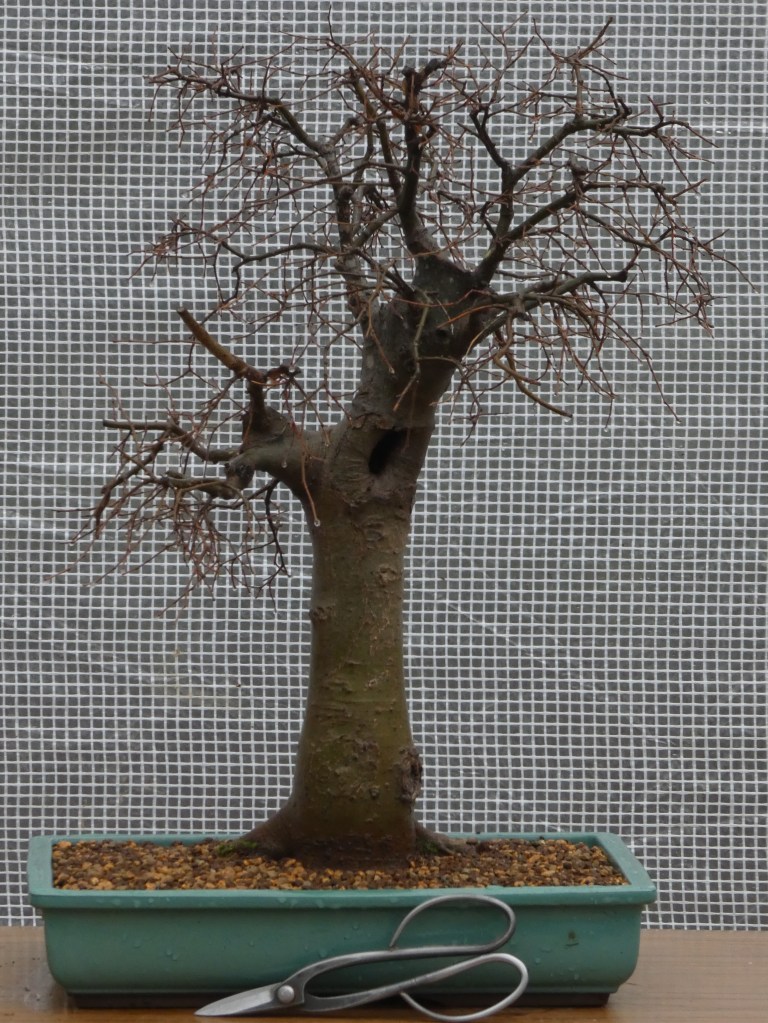 Almez (Celtis australis)