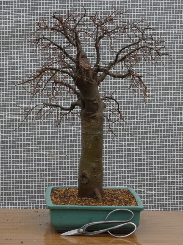 Almez (Celtis australis)