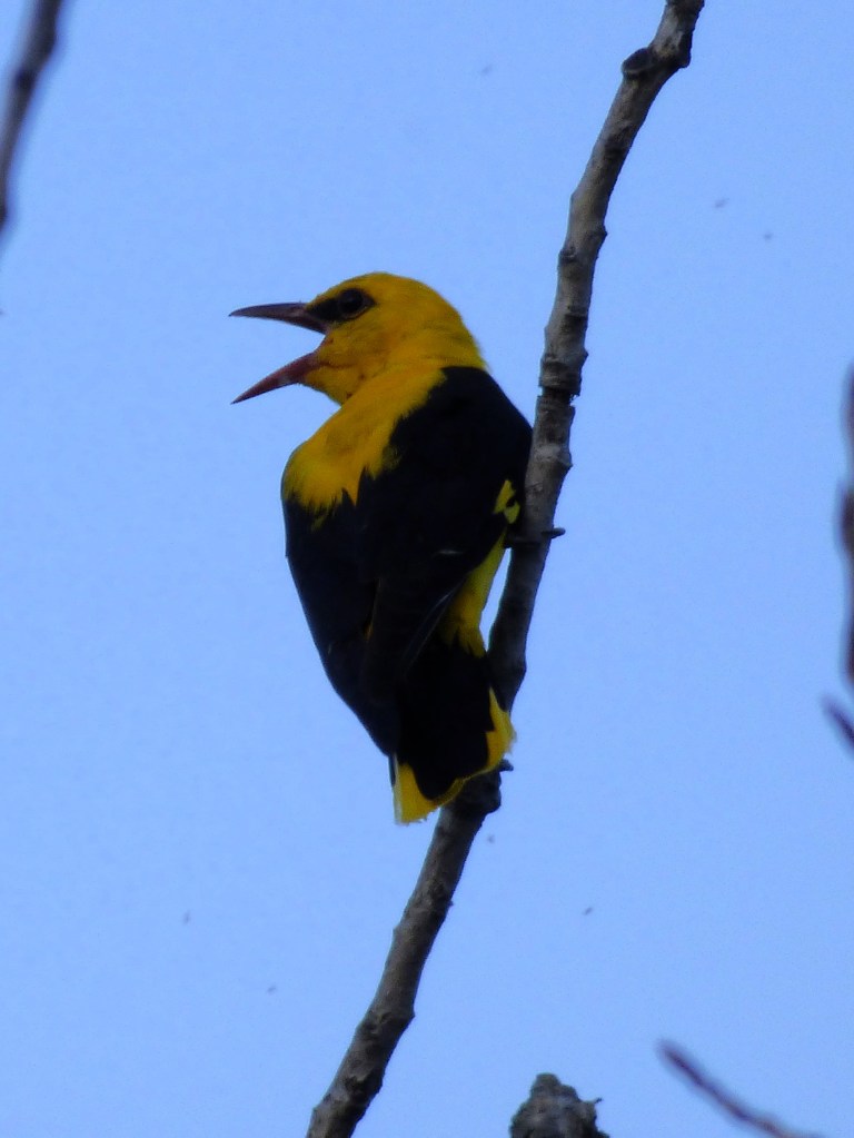 Oropéndola (Oriolus oriolus)