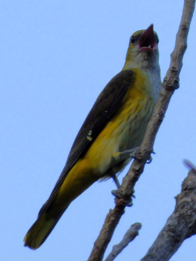 Oropéndola (Oriolus oriolus)