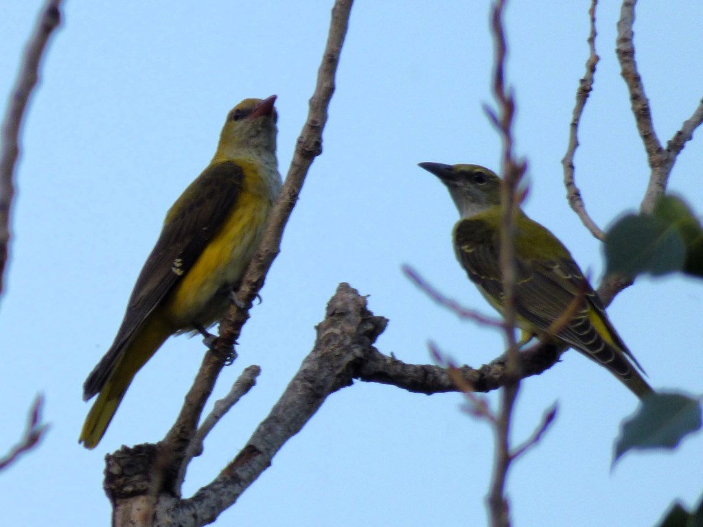 Oropéndola (Oriolus oriolus)