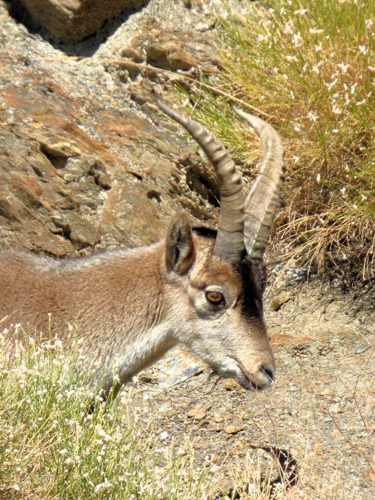 Cabra montés (Capra pyrenaica)