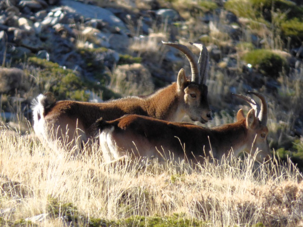 Cabra montés (Capra pyrenaica)