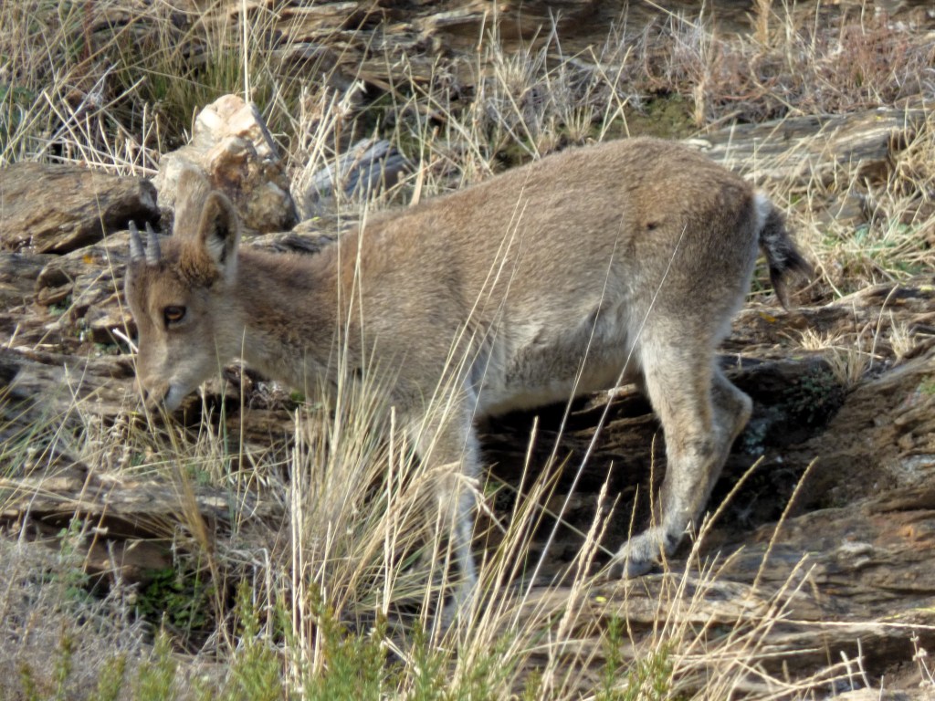 Cabra montés (Capra pyrenaica)