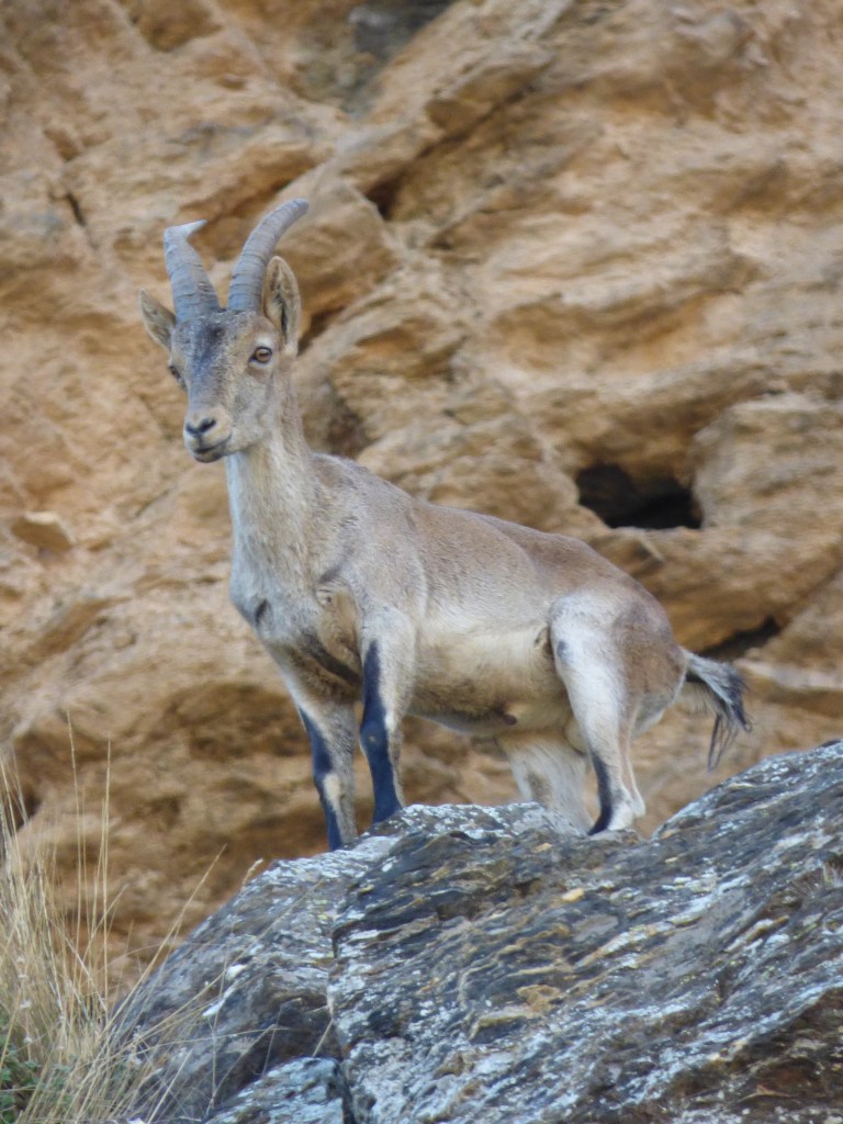 Cabra montés (Capra pyrenaica)